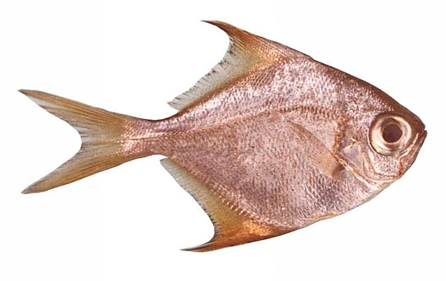 (Schuettea) Род ШУЕТТИИ 2 вида